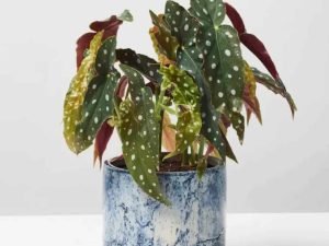 Chinese Evergreen Crete