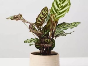Terrarium Cheese Planted