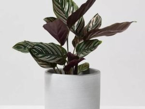 Calathea Pin-Stripe Plant